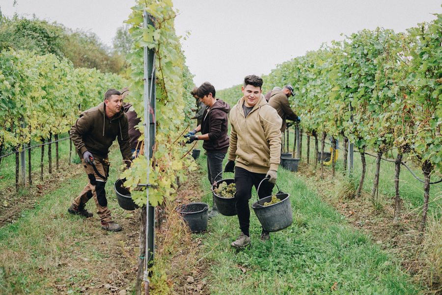 Harvest in the Topf vineyards